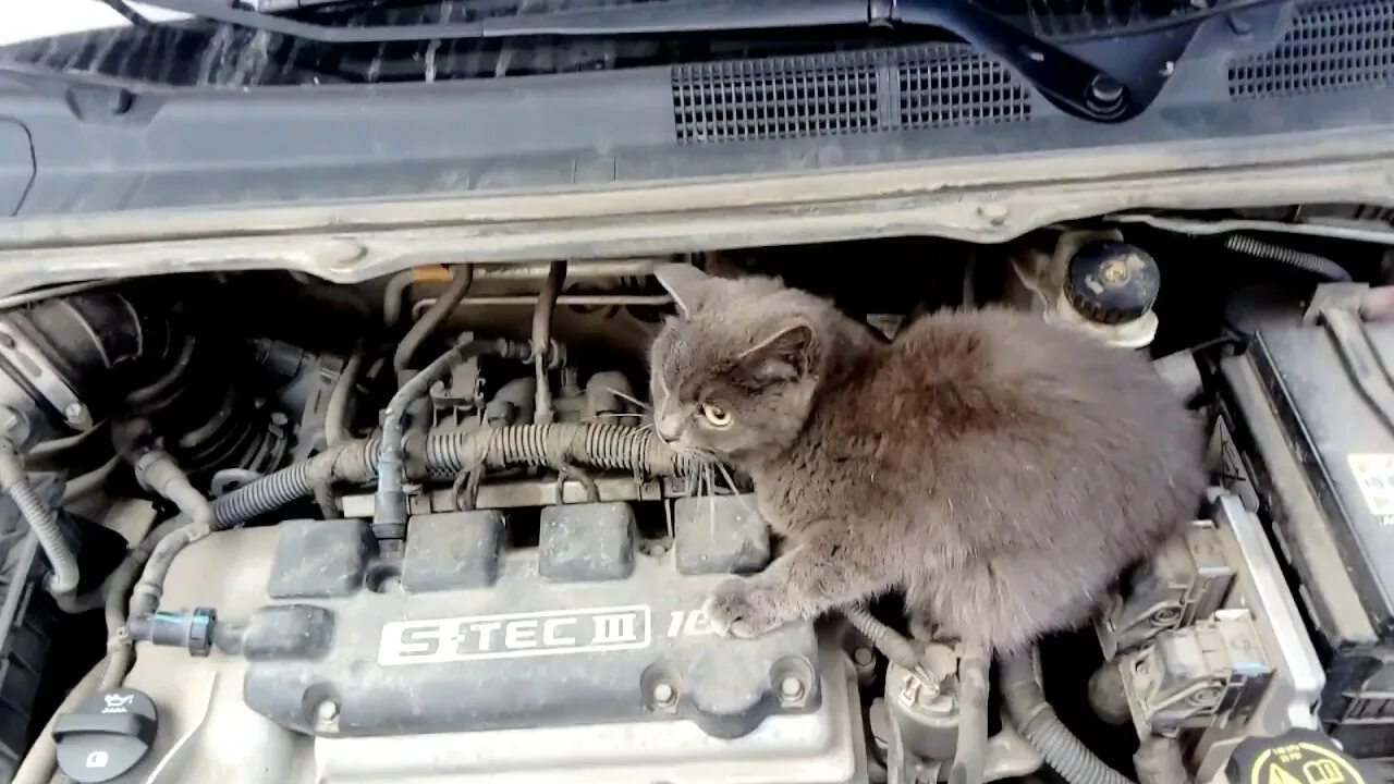 Кошка под капот. Кошка под капотом. Котенок под капотом машины. Кошка на капоте машины. Котята залезли под капот машины.
