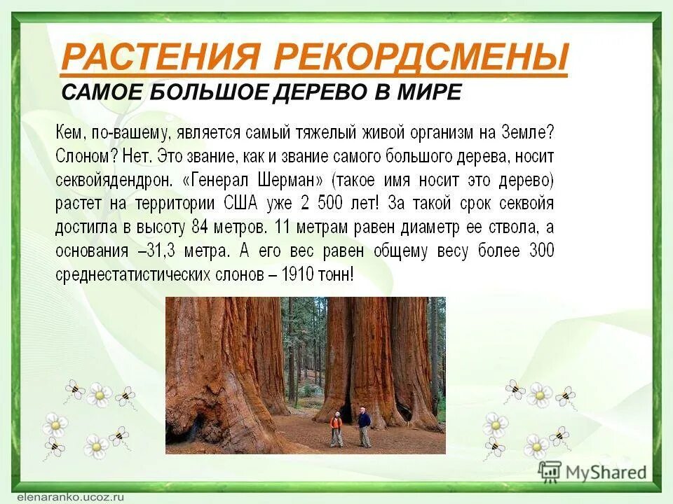 Сколько деревьев в москве