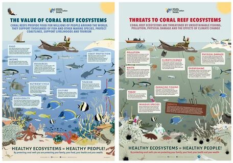 Coral Reef Awareness from East Africa to Myanmar Wild View.