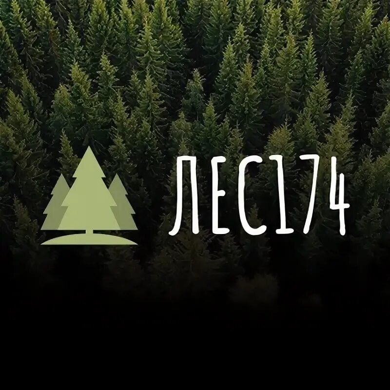 Загущенный хвойный лес. Лесобаза петрозаводск. Лес компани. Лес компани. Ооо лес чистый.