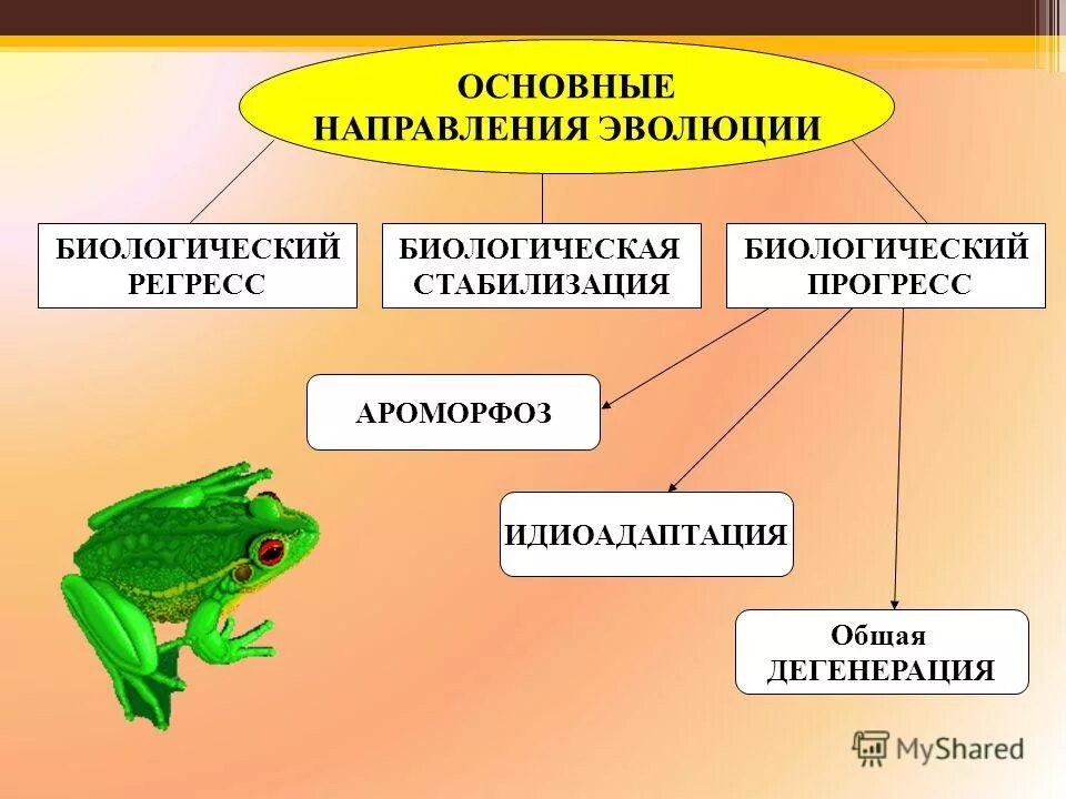 Идиоадаптации земноводных примеры. Главные направления эволюции ароморфоз идиоадаптация дегенерация. Основные направления эволюции ароморфоз идиоадаптация. Биологический Прогресс ароморфоз идиоадаптация дегенерация. Эволюция ароморфоз идиоадаптация общая дегенерация
