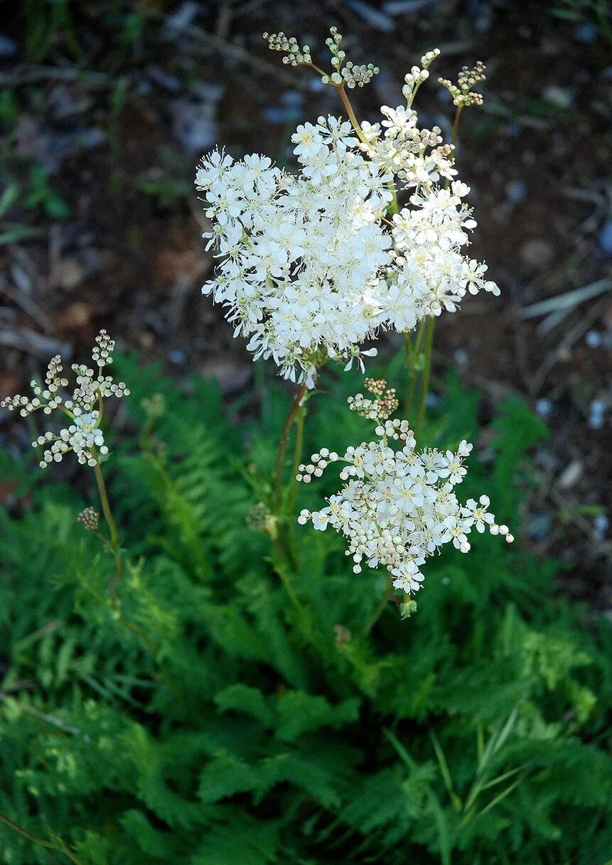 Лабазник таволга. Лабазник шестилепестная. Лабазник обыкновенный Filipendula vulgaris. Лабазник обыкновенный