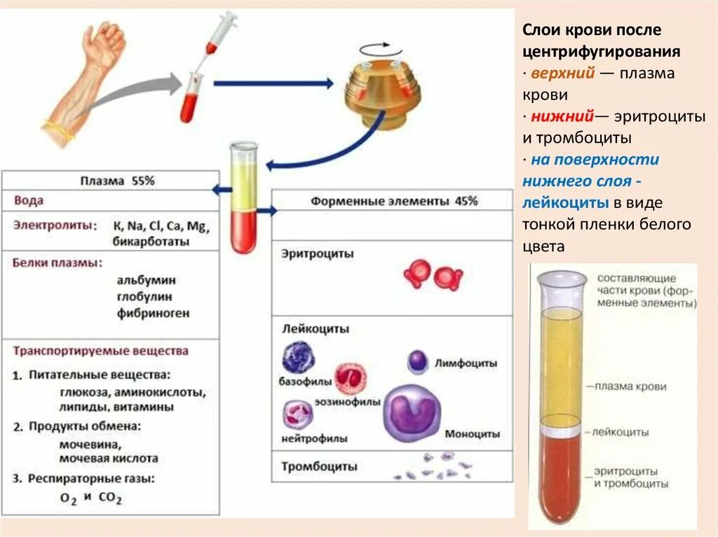 Плазма состав крови функции плазмы. "Схема" обмена белков плазмы крови биохимия. Состав плазмы и сыворотки крови. Состав и функции крови плазма крови. Определение количественного и качественного состава крови