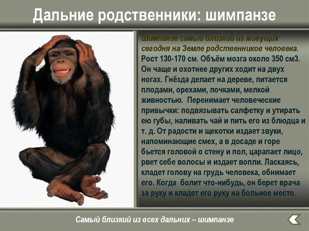 Энциклопедия статья об обезьянах 3 класс. Информация про обезьян. Приматы родственники человека. Информация о шимпанзе. Ближайшие родственники человека среди обезьян.