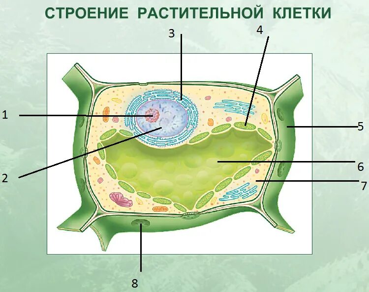 Рисунок растительной клетки 6 класс с обозначениями. Основные структуры растительной клетки. Строение клетки растения биология. Строение растительной клетки растения. Растительные клетки строение растительной клетки.
