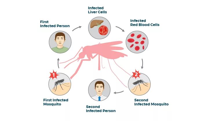 Малярия путь передачи инфекции. Специфического переносчика возбудителя малярии. Профилактика малярии. Основной механизм передачи возбудителя малярии
