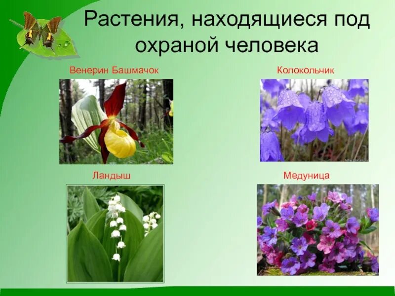 Декоративные растения, под охраной. Растения под охраной. Охрана растений. Животные и растения красной книги. Растения которые находятся под охраной.