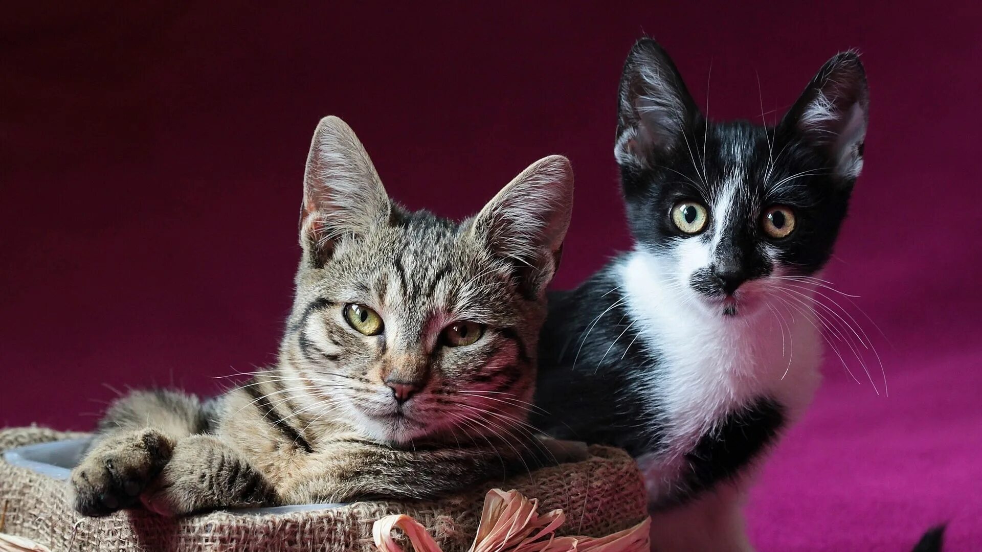 thrivers on islands #52 (Ogi Island, Kagawa) Cat breeds, Cats and kittens, Cats