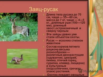 Слова русак
