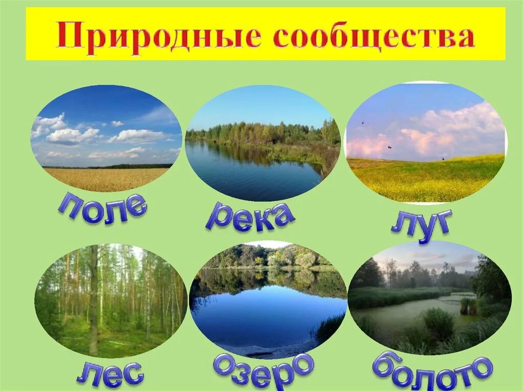 Природные сообщества. Класс природные сообщества. Презентация на темупродные сообщества. Разнообразие природных сообществ.