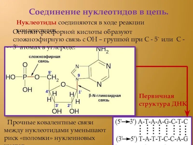 Соединение нуклеотидов днк. Адениловая кислота это нуклеотид. Соединение нуклеотидов в полинуклеотидную цепь. Тип связи между двумя нуклеотидами ДНК. Соединение нуклеотидов в ДНК.