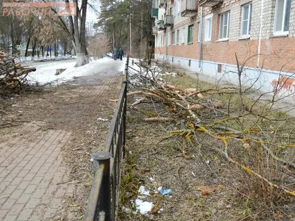 Возле дома спилили дерево