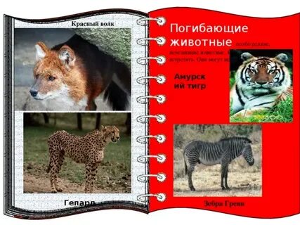 Рассмотри изображения редких животных на странице 104