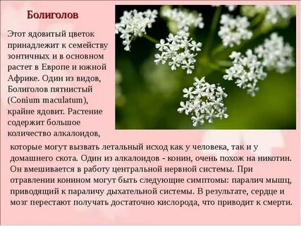 Ядовитые растения какое семейство