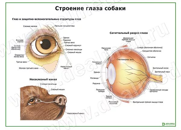 Строение глаза собаки. Анатомия глаза собаки. Глазное яблоко собаки анатомия. Строение глаза животных. Слезные железы у собак