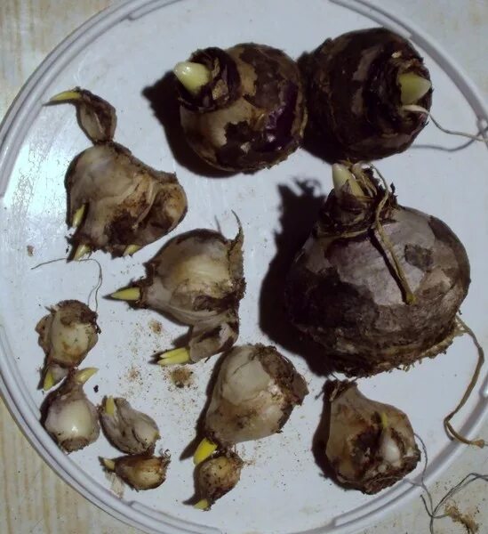 Как посадить клубни анемоны. Анемоны клубневые. анемона клубни. анемоны клубни пророщенные. анемона луковицы.