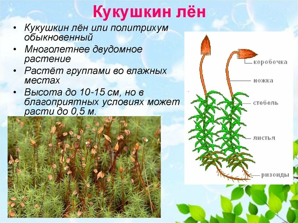 Какая структура формируется у мхов