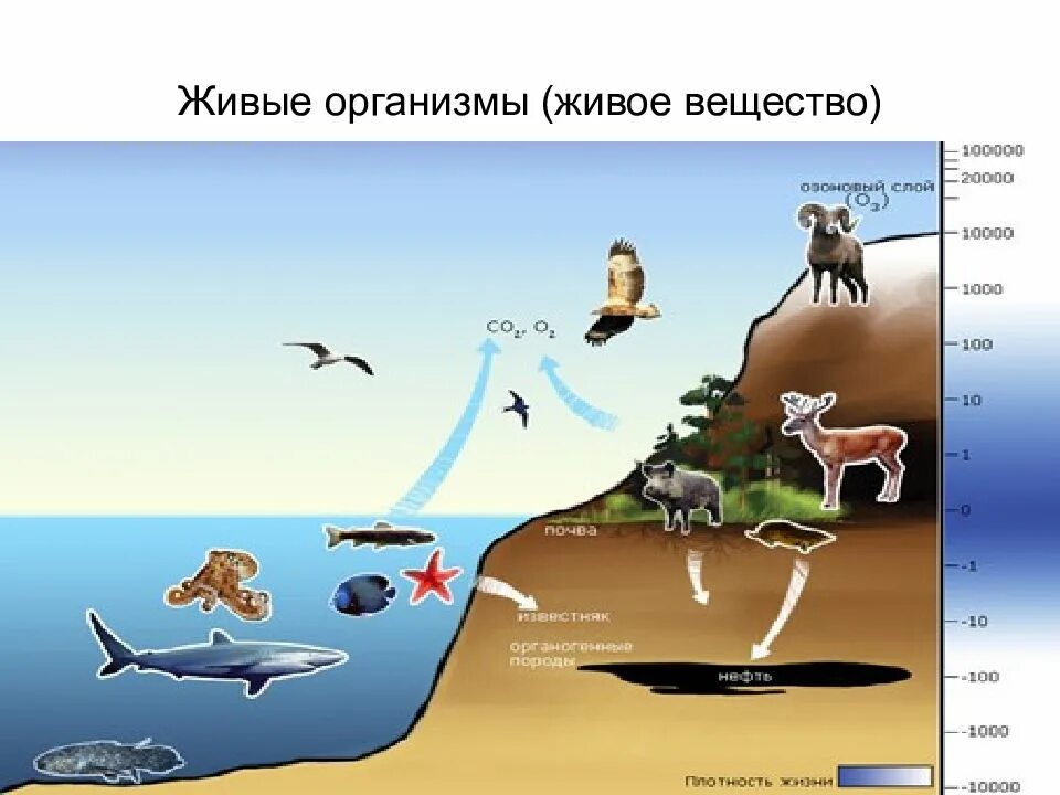 Организм живого вещества