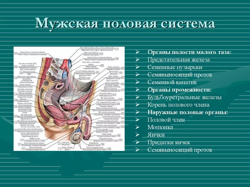 К мужским половым органам относятся. Функции органов мужской половой системы. Наружные половые органы мужчины анатомия. Анатомия органов мужской половой системы. Строение малого таза мужчины спереди.