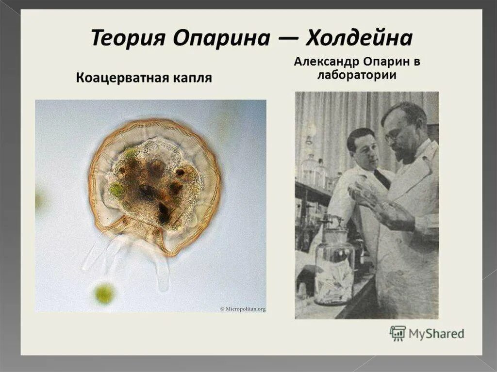 Коацерватная гипотеза. Гипотеза Опарина-Холдейна. Коацерватная теория Опарина и Холдейна. Теория Опарина Холдейна. Коацерватные капли Опарина.