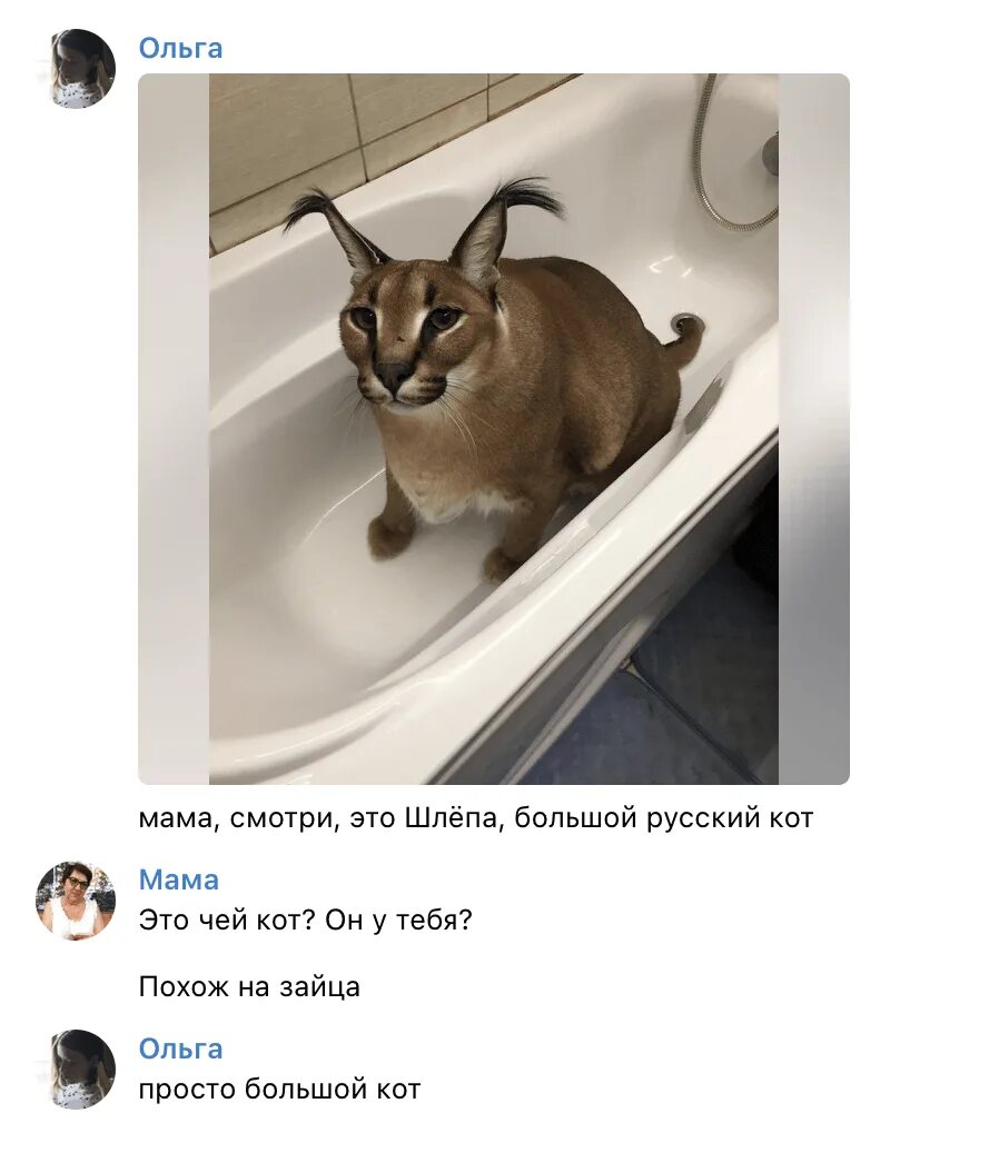Шоепа кот большой русский. Шлера большой русский кот. Шлепа русский кот. Шлёпа русский кот в ванной.