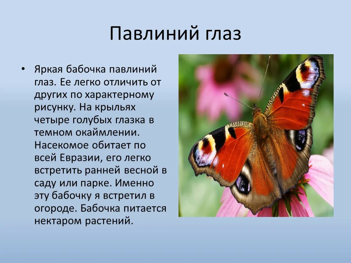 Amazing facts about the life and habitat of butterflies in forests