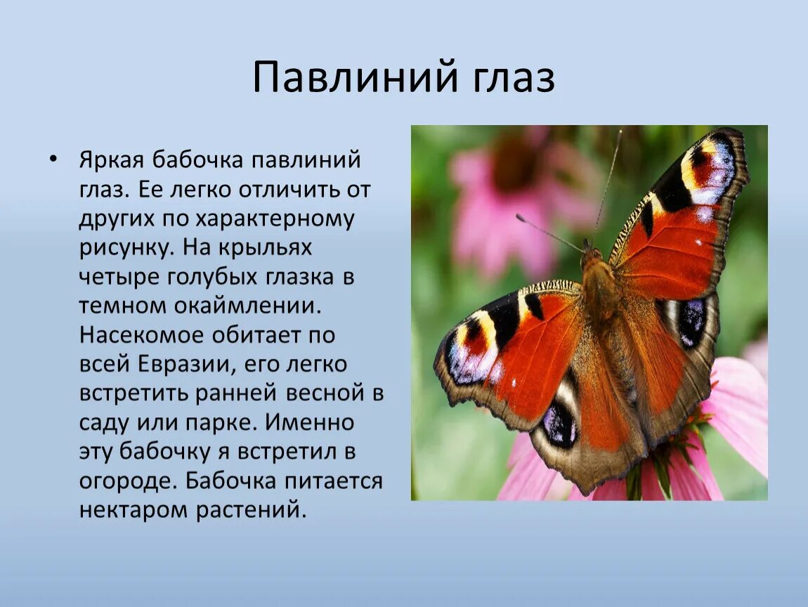 Включи бабочки 2. Дневной павлиний глаз бабочка описание для детей 2 класса. Бабочка павлиний глаз среда обитания. Сообщение о бабочке дневной павлиний глаз. Рассказ о бабочке дневной павлиний глаз.