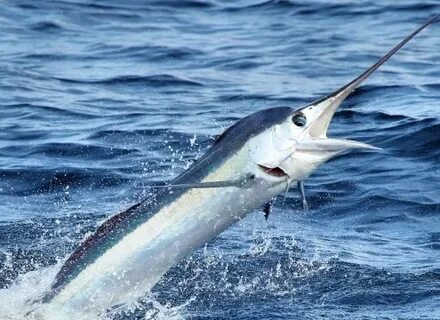 White marlin