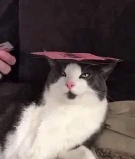 Подожди кота