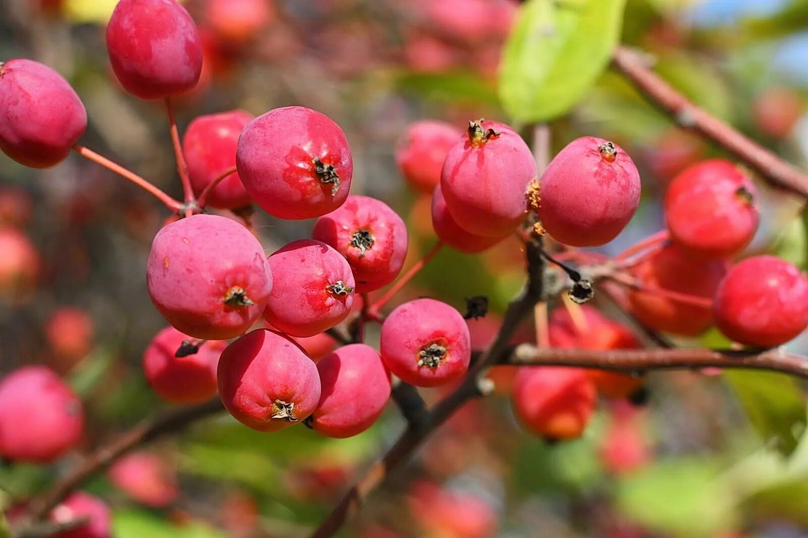 Конопля уралочка. Иссык куль конопля. Яблоня лесная (дикая) (malus sylvestris). Дика дичка с украинского. Яблоня лесная (дичок).