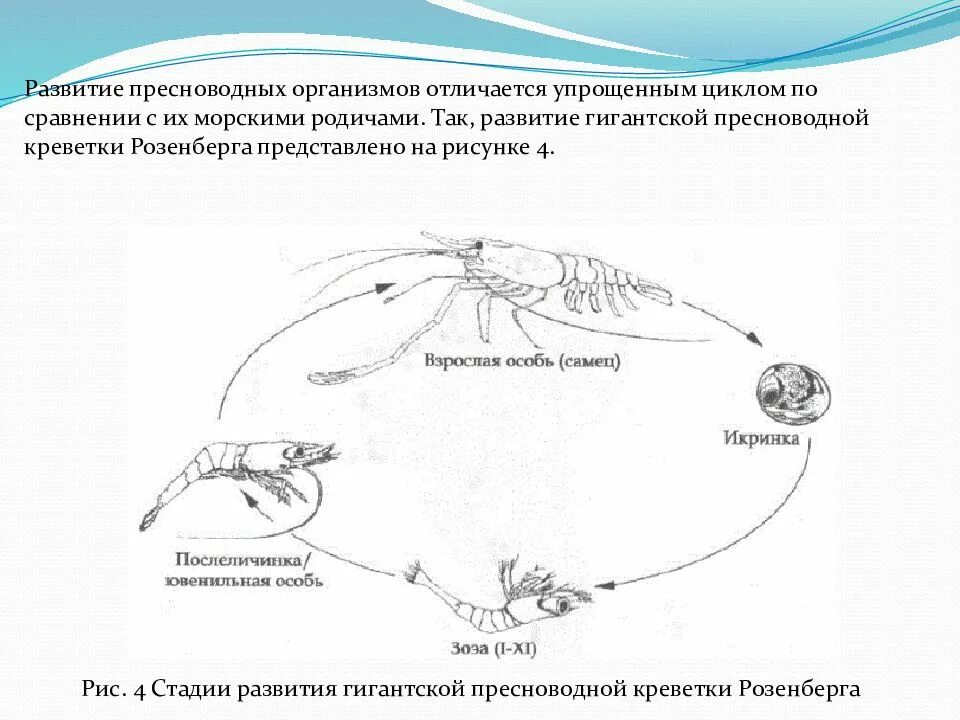 Развитие речного рака. Стадии развития креветки. Креветка Розенберга строение. Цикл развития креветки. Размножение ракообразных схема.