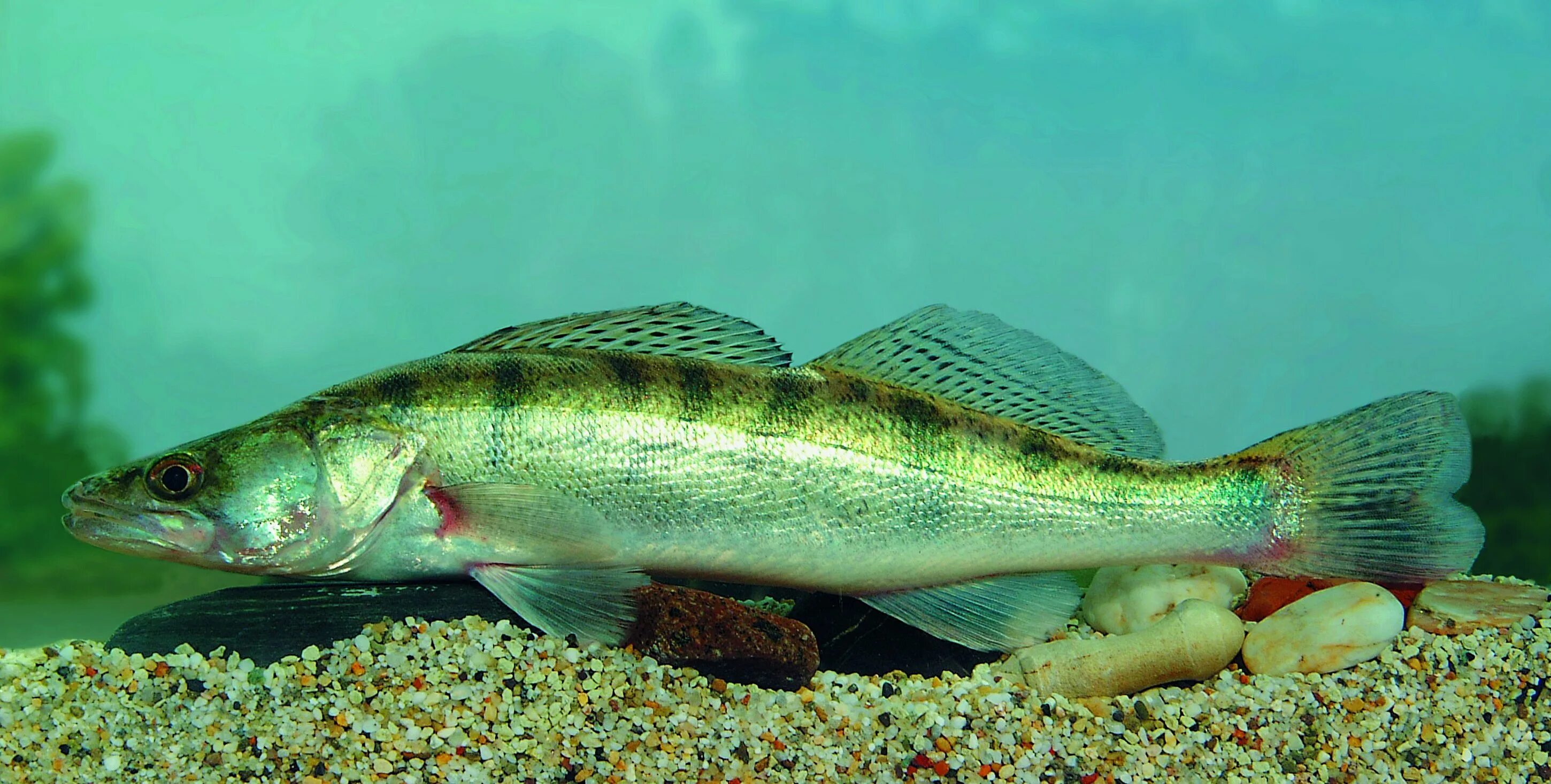 Берш рыба. Сколько калорий в судаке. Обыкновенный судак речной. Судак белка. Белка в царицыно.