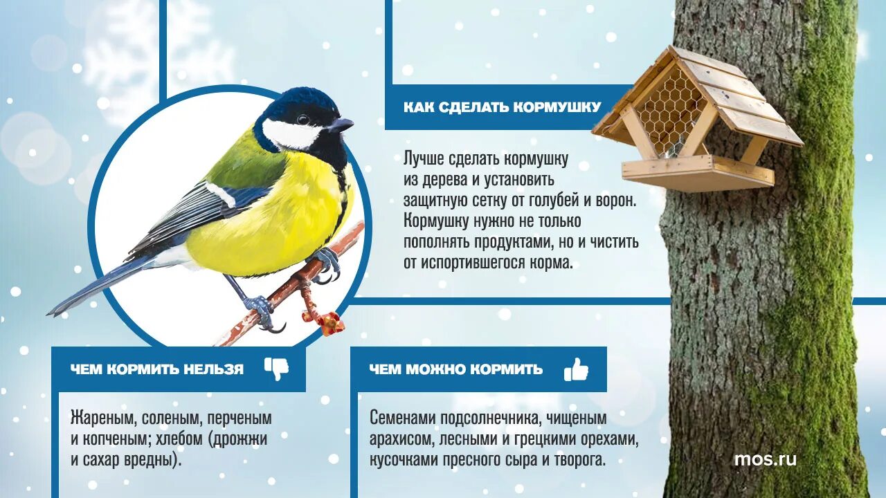 Какую крупу можно птичкам в кормушку