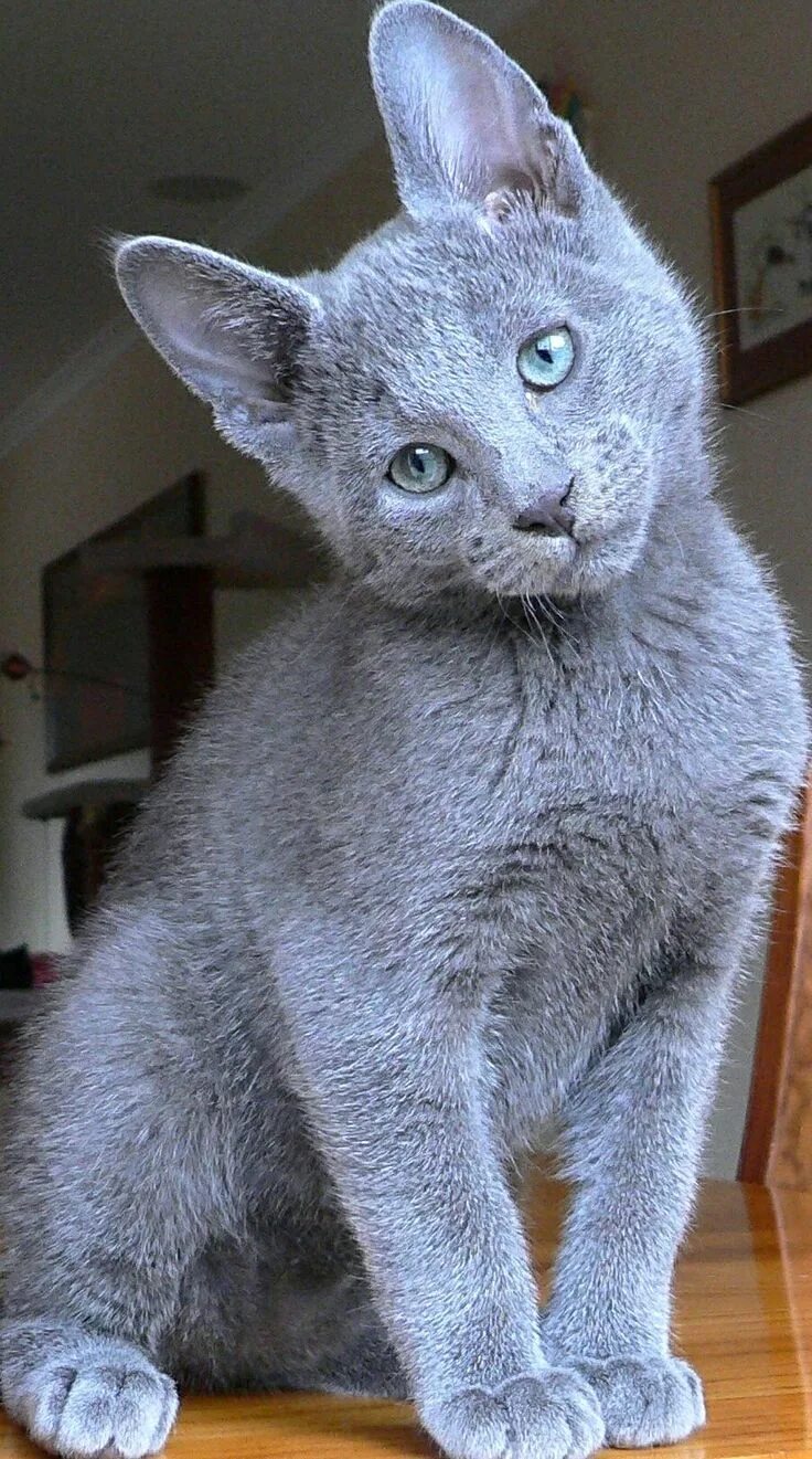 Pin by Ney Pereira on Felinos Russian blue cat, Pretty cats, Kittens cutest