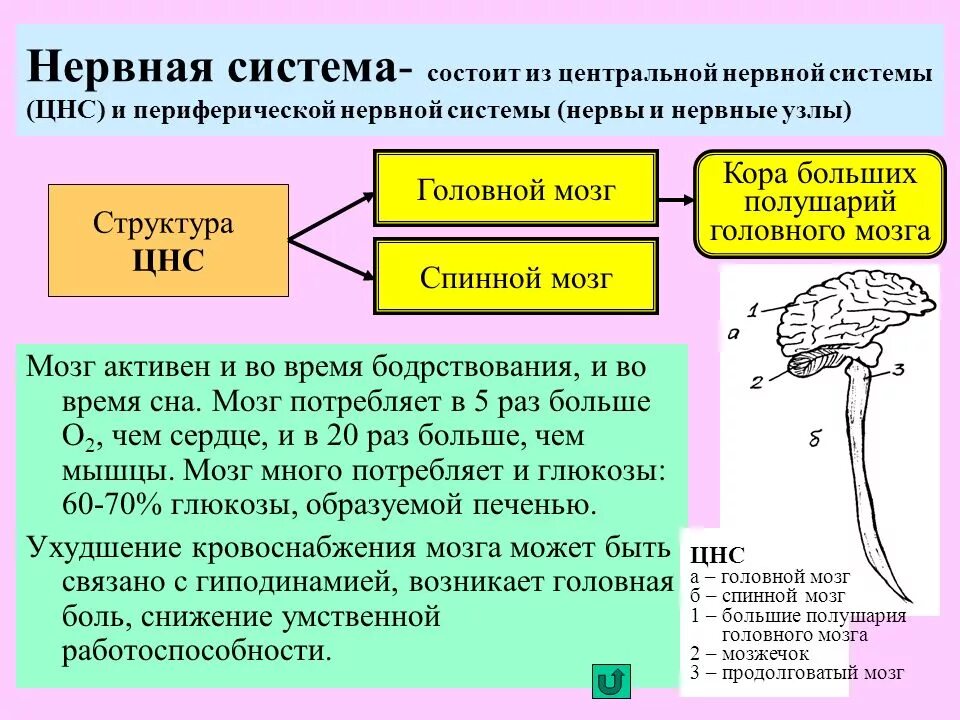 Виды цнс. Цнс схема отделы головного мозга. структурно-функциональная характеристика нервной системы. центральная нервная система. центральная нервная система состоит из.
