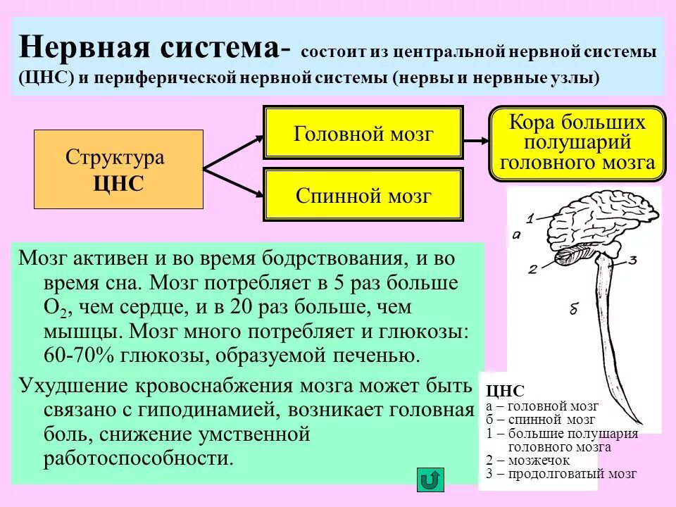 Общее свойство живых систем нервной системы. Структурно-функциональная характеристика нервной системы. Центральная нервная система состоит из. Периферическая нервная система состоит. Структуры центральной нервной системы.