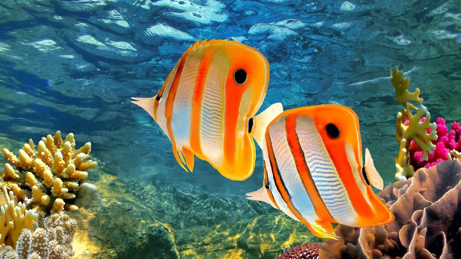 Большой Барьерный риф рыбки. Большой Барьерный риф рыбы бабочки. Барьерный риф Австралии рыба бабочка. Chelmon rostratus.