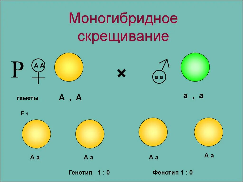 Моногибридное скрещивание 1:1. Генетика моногибридное скрещивание. Схема моногибридного скрещивания. Типы моногибридного скрещивания.