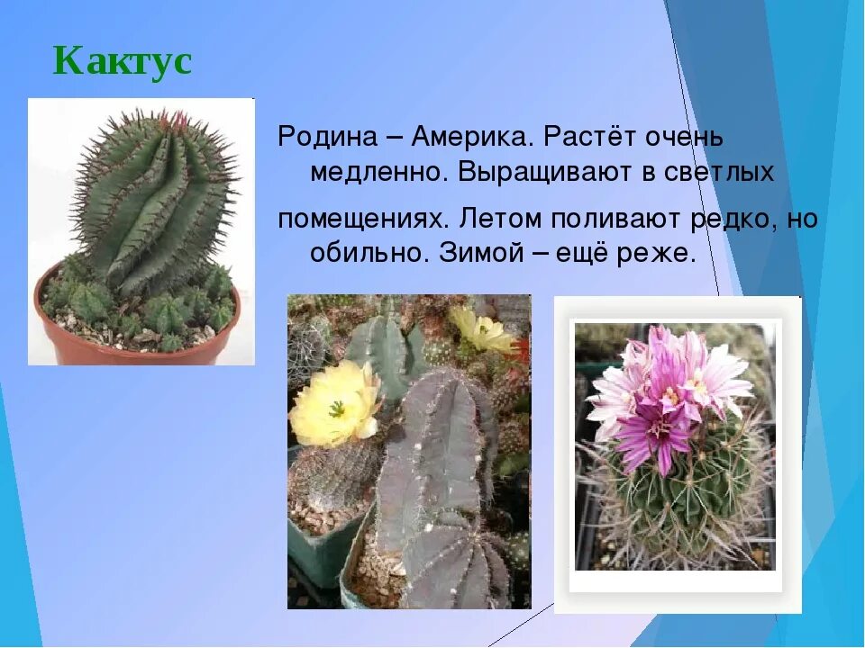 Кактусовые семейство сообщение. Комнатные растения Кактус Родина растения. Опунция Родина растения. Родина кактуса. Родина комнатного растения опунция.