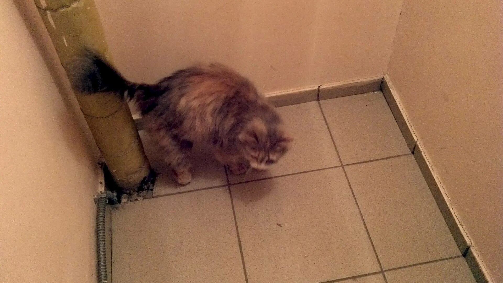 Котенок мяукает туалет. Кошка в квартире. Котенок нагадил. Кот метит в квартире. Котик в углу.