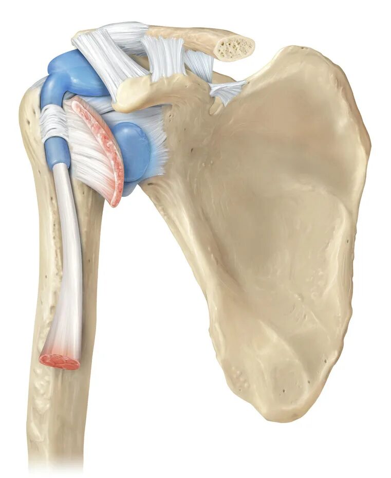 Labrum glenoidale. Ligamentum coracohumerale. Гленоид плечевого сустава анатомия. Повреждение Labrum glenoidale.