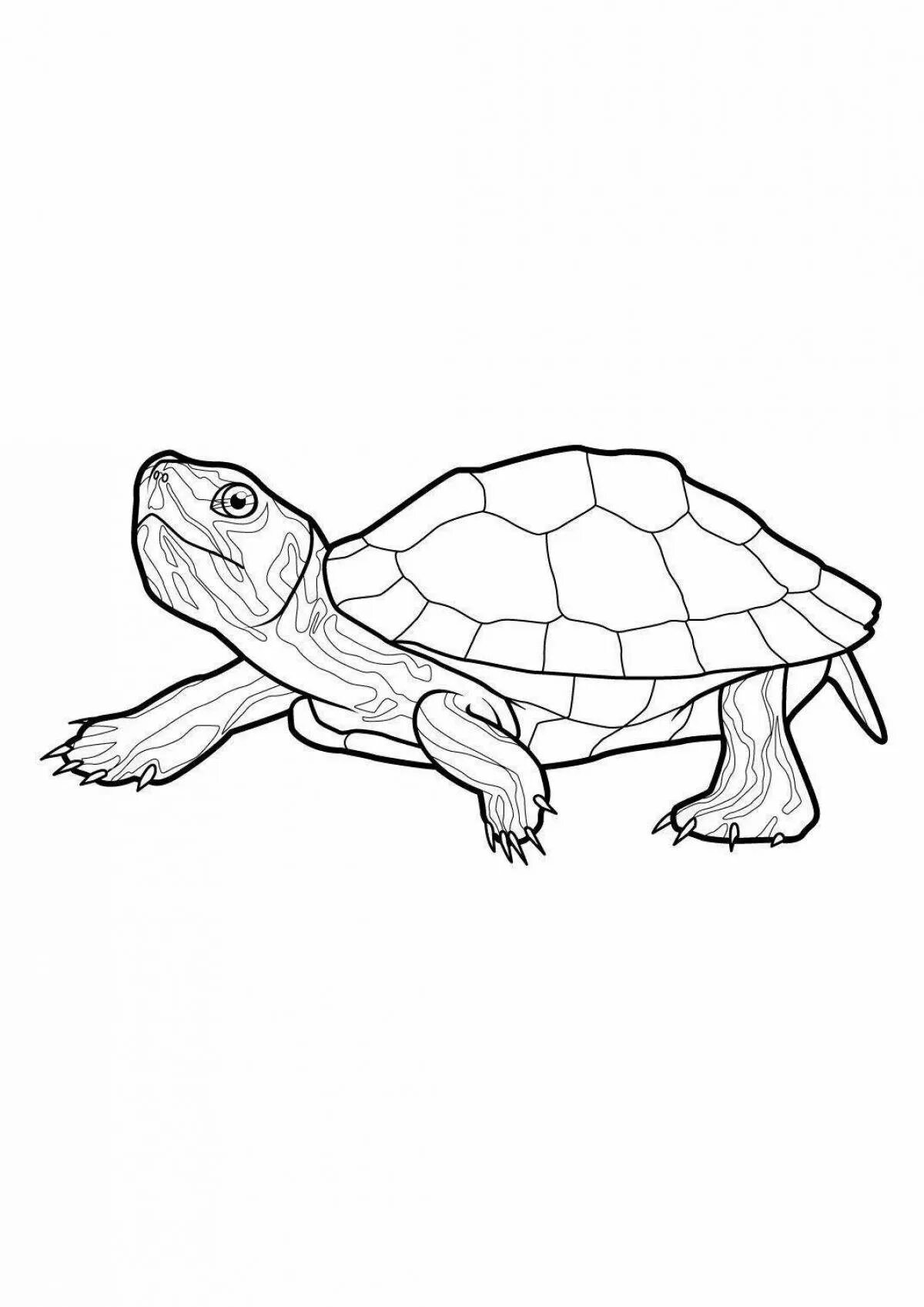 Красноухая черепаха раскраска. Раскраска черепаха красноухая черепаха. Набросок красноухой черепахи. Черепаха рисунок для детей карандашом.