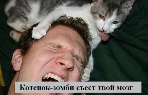 Мозг коте