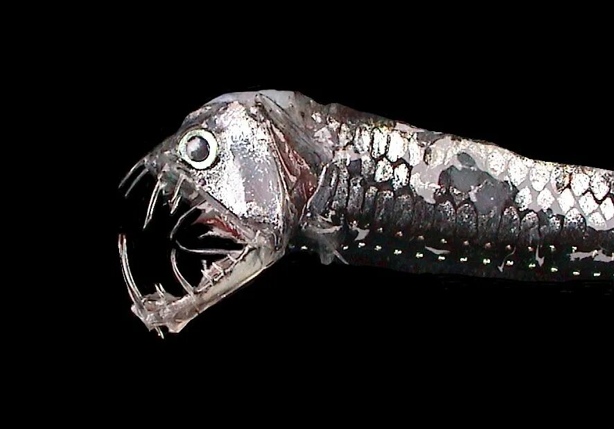 Fish creature. Тихоокеанский идикант. Морской дракон идиакант. Хаулиод (рыба-гадюка). Рыба дракон Марианская впадина.