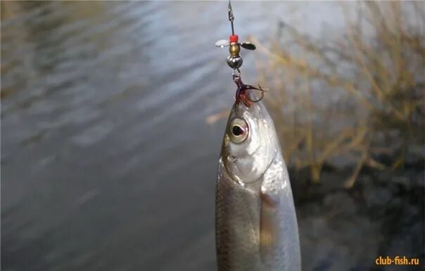 Весенняя уклейка ловля. Наживка на уклейку. Уклейка вес. На что ловится уклейка. Рыбалка уклейка.