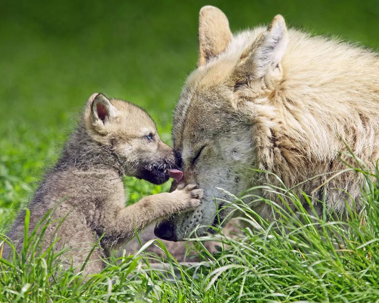 Волчица с волчатами. Детеныши животных. Трогательные животные. Волк с волчатами. Детеныши дикой природы