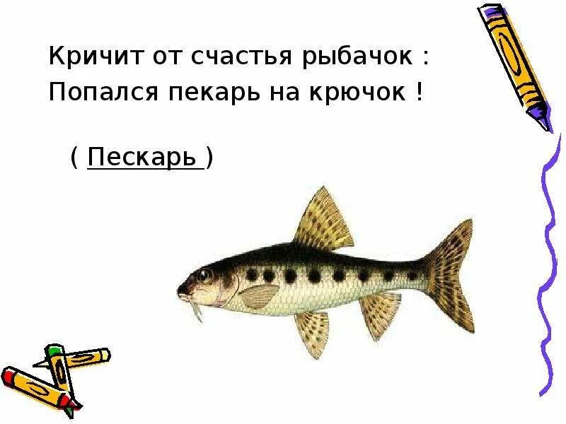 Какой девиз жизни был у пескаря. Загадка про пескаря. загадка про рыбу пескарь. загадка про пескаря для детей. пескарь на крючке.