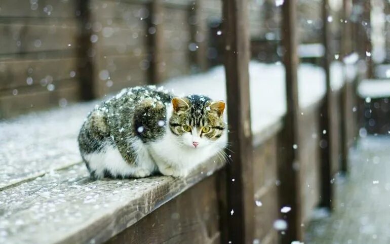 Зимний кот. Кот в снегу. Котик и первый снег. Коты зимой. Жду первый снег