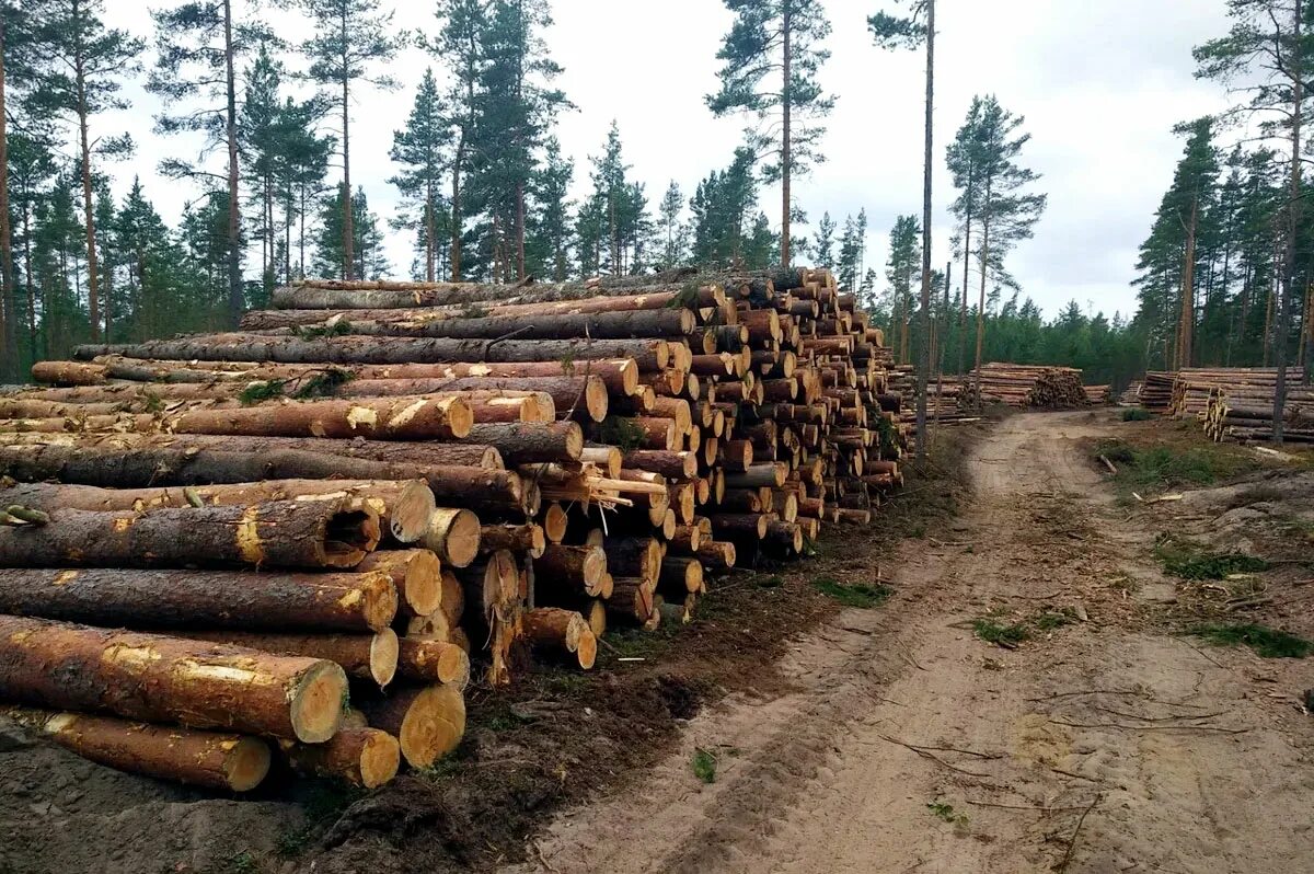 Вырубка хвойных. Лес ЛЕНОБЛАСТЬ лесничество. Вырубка лесов. Вырубка леса в Ленинградской области. Вырубка лесов в России.