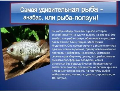 1 июля рыбы